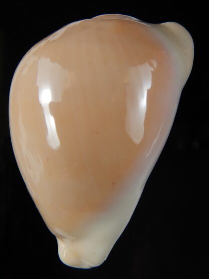 Zoila venusta roseopunctata roseoimmaculata .. 72,18 mm Gem (-)-58274