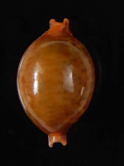 Pustularia globulus sphaeridium 21.48 mm Gem-58538