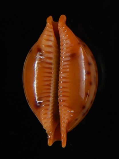 Pustularia globulus sphaeridium 21.48 mm Gem-58544