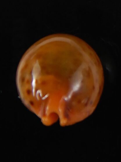 Pustularia globulus sphaeridium 21.48 mm Gem-58540