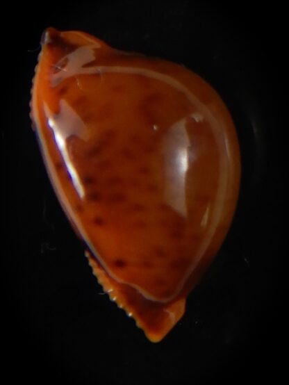 Pustularia globulus sphaeridium 20,30 mm Gem-58496