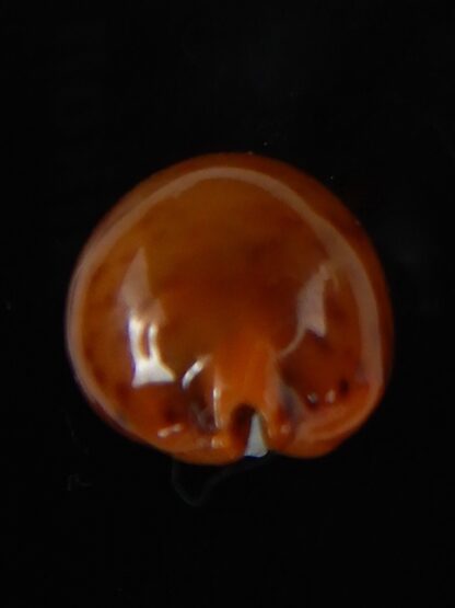 Pustularia globulus sphaeridium 20,30 mm Gem-58497