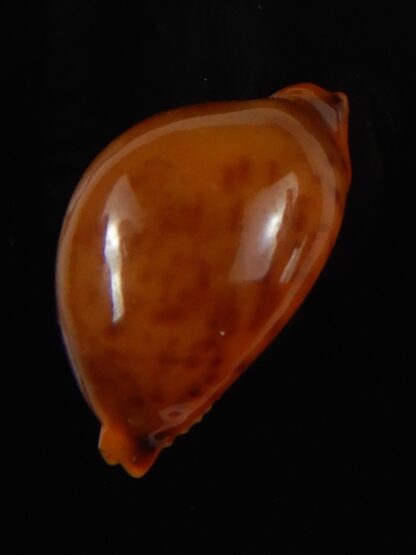 Pustularia globulus sphaeridium 20,10 mm Gem-58482