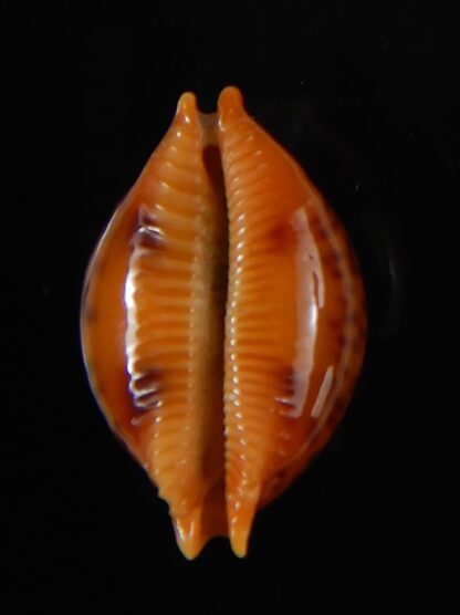 Pustularia globulus sphaeridium 19,98 mm Gem-58468