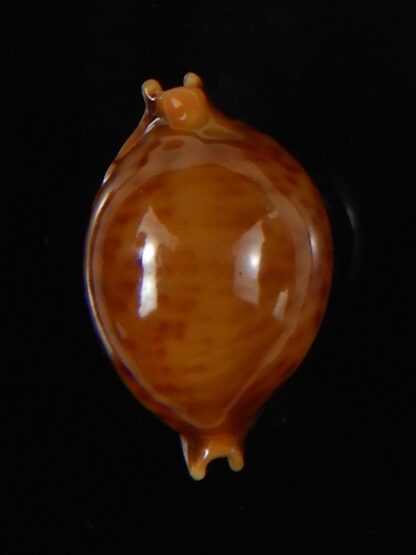 Pustularia globulus sphaeridium 19,10 mm Gem -58454