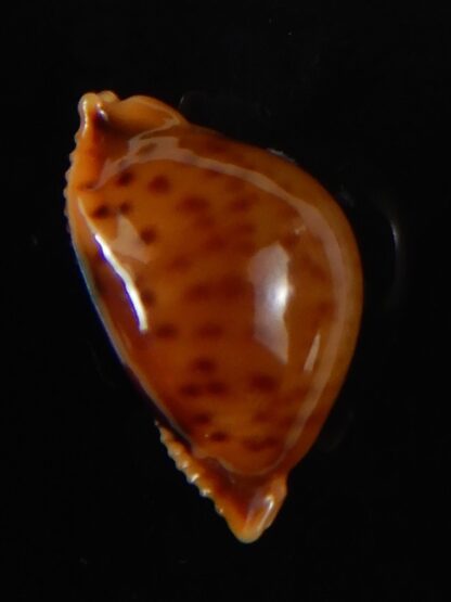 Pustularia globulus sphaeridium 19,10 mm Gem -58455