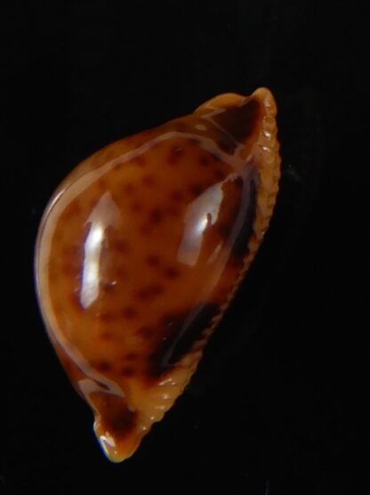 Pustularia globulus sphaeridium 19,10 mm Gem -58460