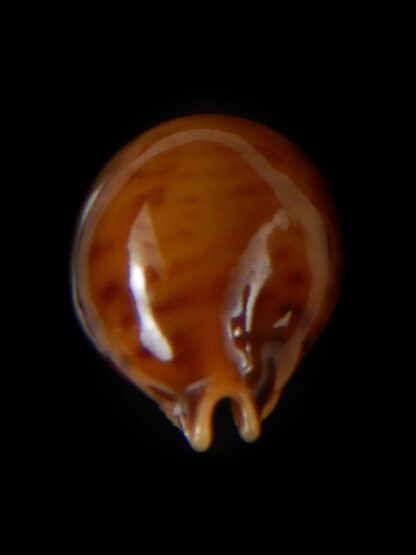Pustularia globulus sphaeridium 19,10 mm Gem -58458
