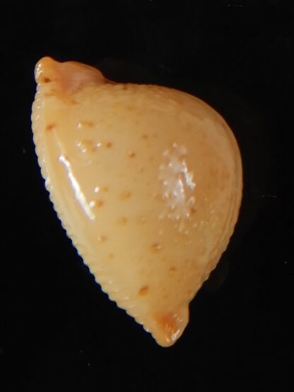 Pustularia cicercula cicercula 20.12 mm Gem-58315