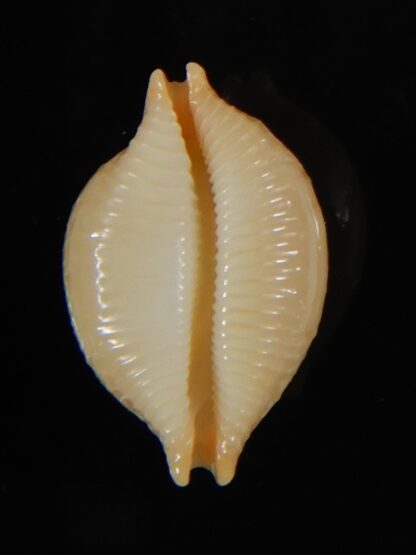Pustularia cicercula cicercula 19,75 mm Gem-58301
