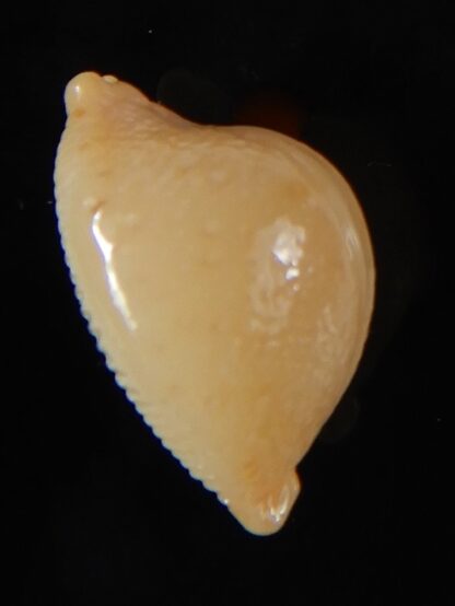Pustularia cicercula cicercula 19,75 mm Gem-58302