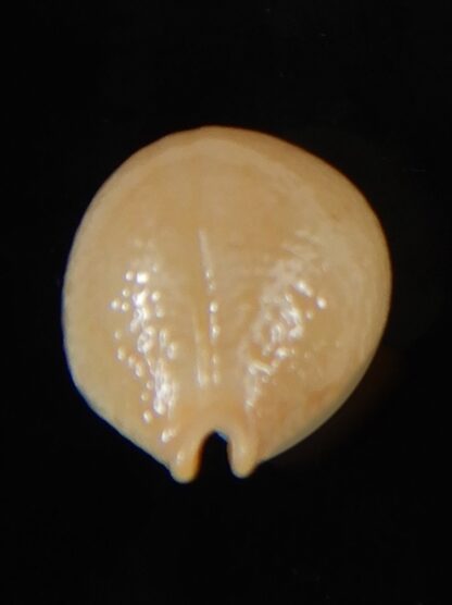 Pustularia cicercula cicercula 19,75 mm Gem-58306