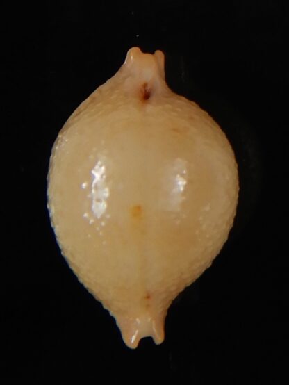 Pustularia cicercula cicercula 20.16 mm Gem-58329