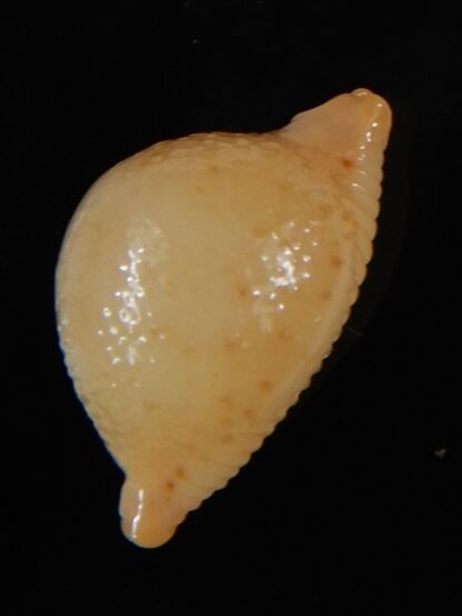 Pustularia cicercula cicercula 20.16 mm Gem-58330