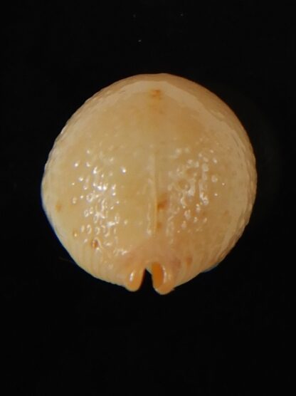 Pustularia cicercula cicercula 20.16 mm Gem-58334