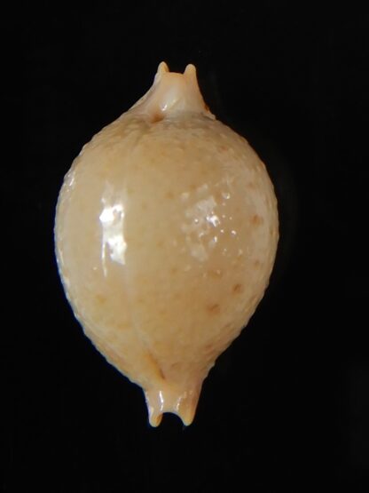 Pustularia cicercula cicercula 22,38 mm Gem-58357
