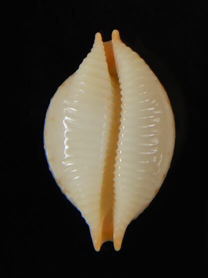 Pustularia cicercula cicercula 22,38 mm Gem-58358