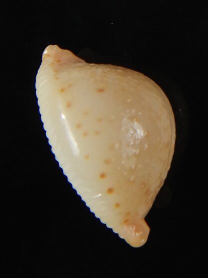 Pustularia cicercula cicercula 22,38 mm Gem-58361