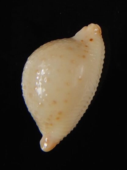 Pustularia cicercula cicercula 22,38 mm Gem-58363