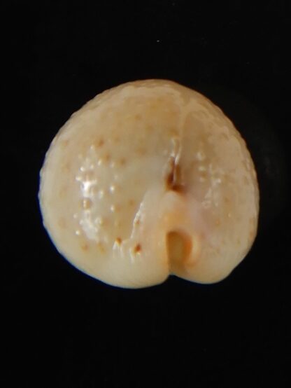 Pustularia cicercula cicercula 22,38 mm Gem-58360
