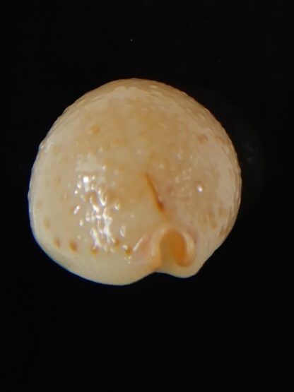 Pustularia cicercula cicercula 22,38 mm Gem-58362