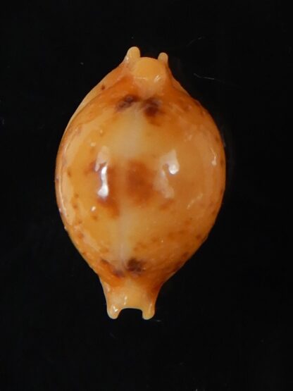 Pustularia bistrinotata excelsior 17,35 mm Gem-58427