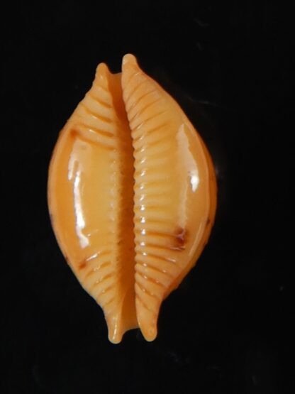 Pustularia bistrinotata excelsior 17,35 mm Gem-58428