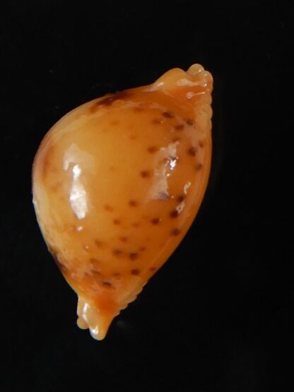 Pustularia bistrinotata excelsior 17,35 mm Gem-58433