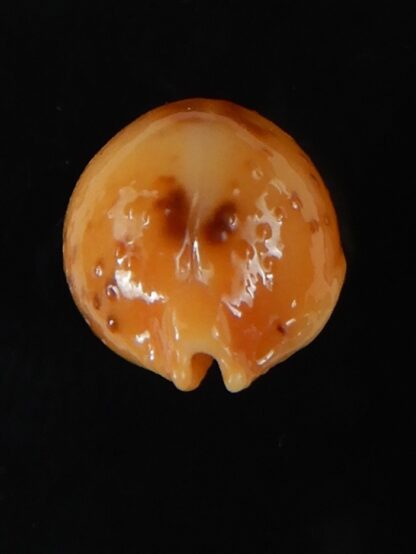 Pustularia bistrinotata excelsior 17,35 mm Gem-58432