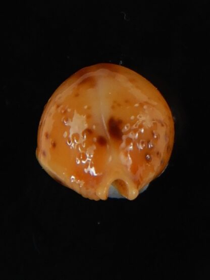 Pustularia bistrinotata excelsior 17,35 mm Gem-58431