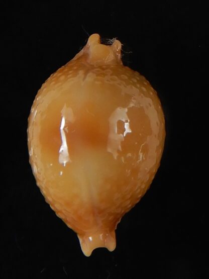 Pustularia bistrinotata chiapponi beatricae 19,70 mm Gem-58399