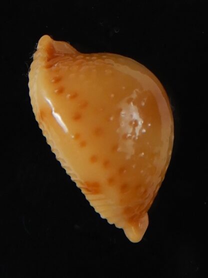 Pustularia bistrinotata chiapponi beatricae 19,70 mm Gem-58403
