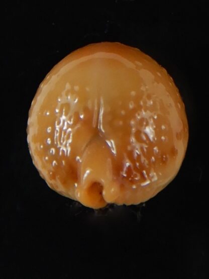 Pustularia bistrinotata chiapponi beatricae 19,70 mm Gem-58401