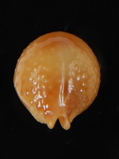 Pustularia bistrinotata chiapponi beatricae 19,70 mm Gem-58405