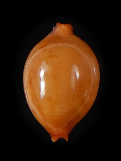 Pustularia bistrinotata chiapponi beatricae 18,10 mm Gem-58385