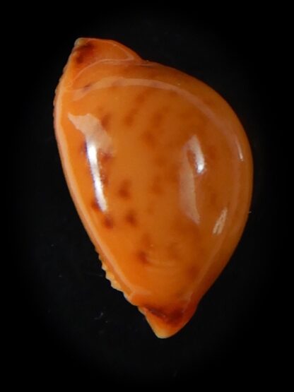 Pustularia bistrinotata chiapponi beatricae 18,10 mm Gem-58388