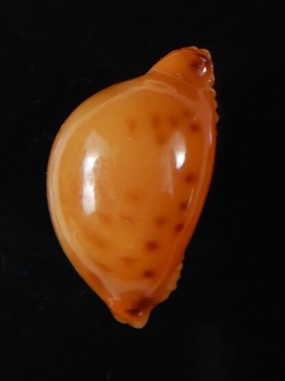 Pustularia bistrinotata chiapponi beatricae 18,10 mm Gem-58391