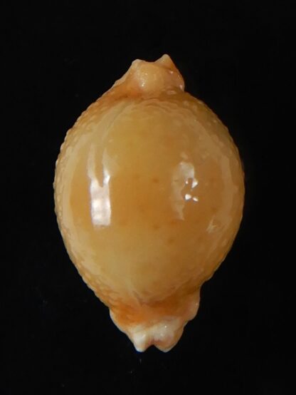 Pustularia cicercula cicercula..Rostrate... 17,60 mm Gem-58371
