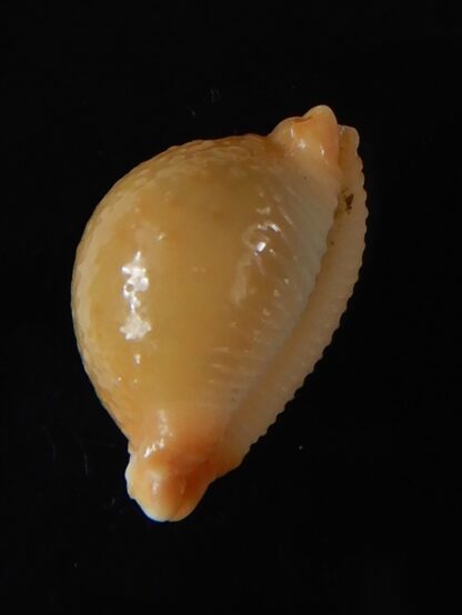 Pustularia cicercula cicercula..Rostrate... 17,60 mm Gem-58375