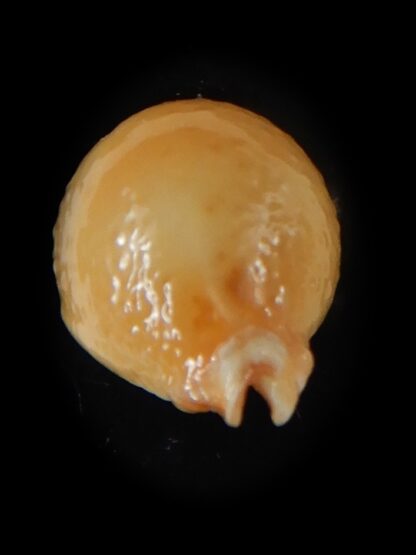Pustularia cicercula cicercula..Rostrate... 17,60 mm Gem-58376