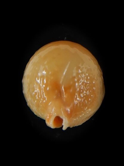 Pustularia cicercula cicercula..Rostrate... 17,60 mm Gem-58374