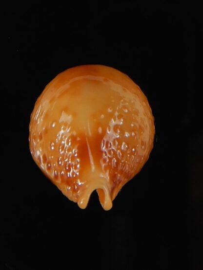 Pustularia bistrinotata chiapponi beatricae 20,23 mm Gem-58419