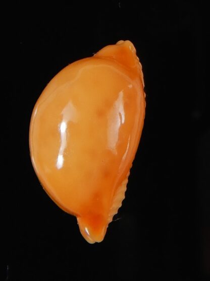 Pustularia globulus globulus 20,12 mm Gem-58443