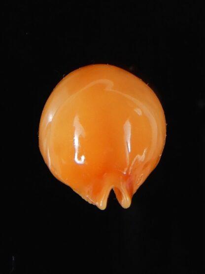 Pustularia globulus globulus 20,12 mm Gem-58444