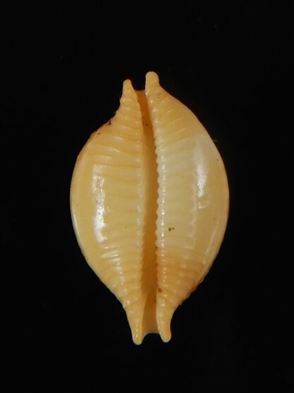 Pustularia bistrinotata mediocris 16,88 mm Gem-58585