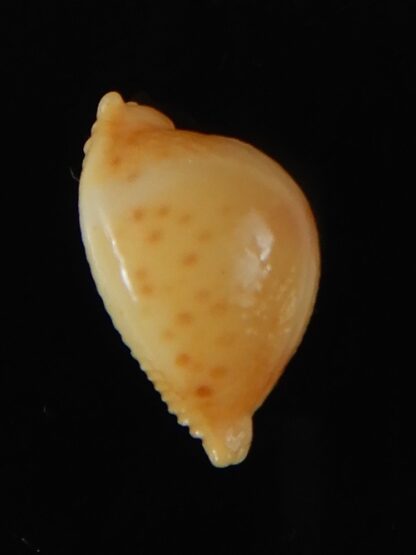 Pustularia bistrinotata mediocris 16,88 mm Gem-58591