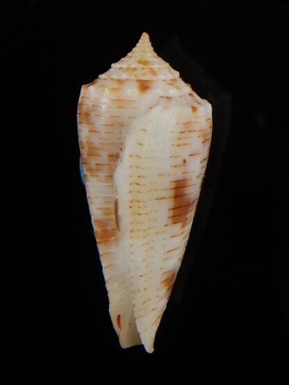 Phasmaconus santinii 22,05 mm Gem-58576
