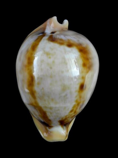 Nesiocypraea teramachii neocaledonica 57,2 mm Gem-58215