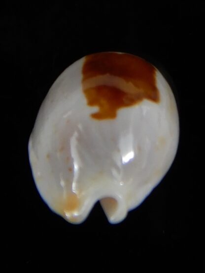 Bistolida brevidentata fluctuans 24,38 mm F+++/Gem-57633