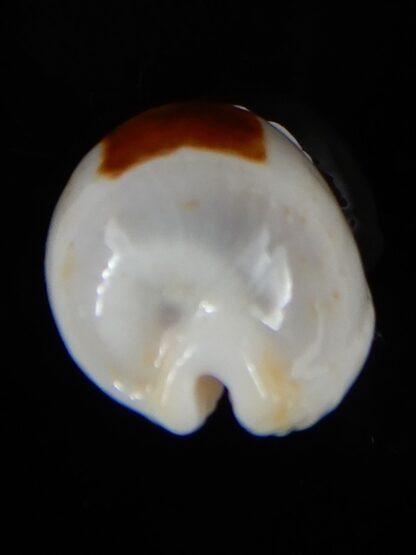 Bistolida brevidentata fluctuans 24,38 mm F+++/Gem-57632